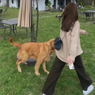 小狮王守护队:狮王再起